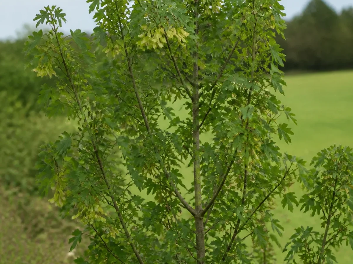 Prancha botânica complementar de Bordo-campestre (Acer campestre) com caracteres de identificação e ciclo de vida
