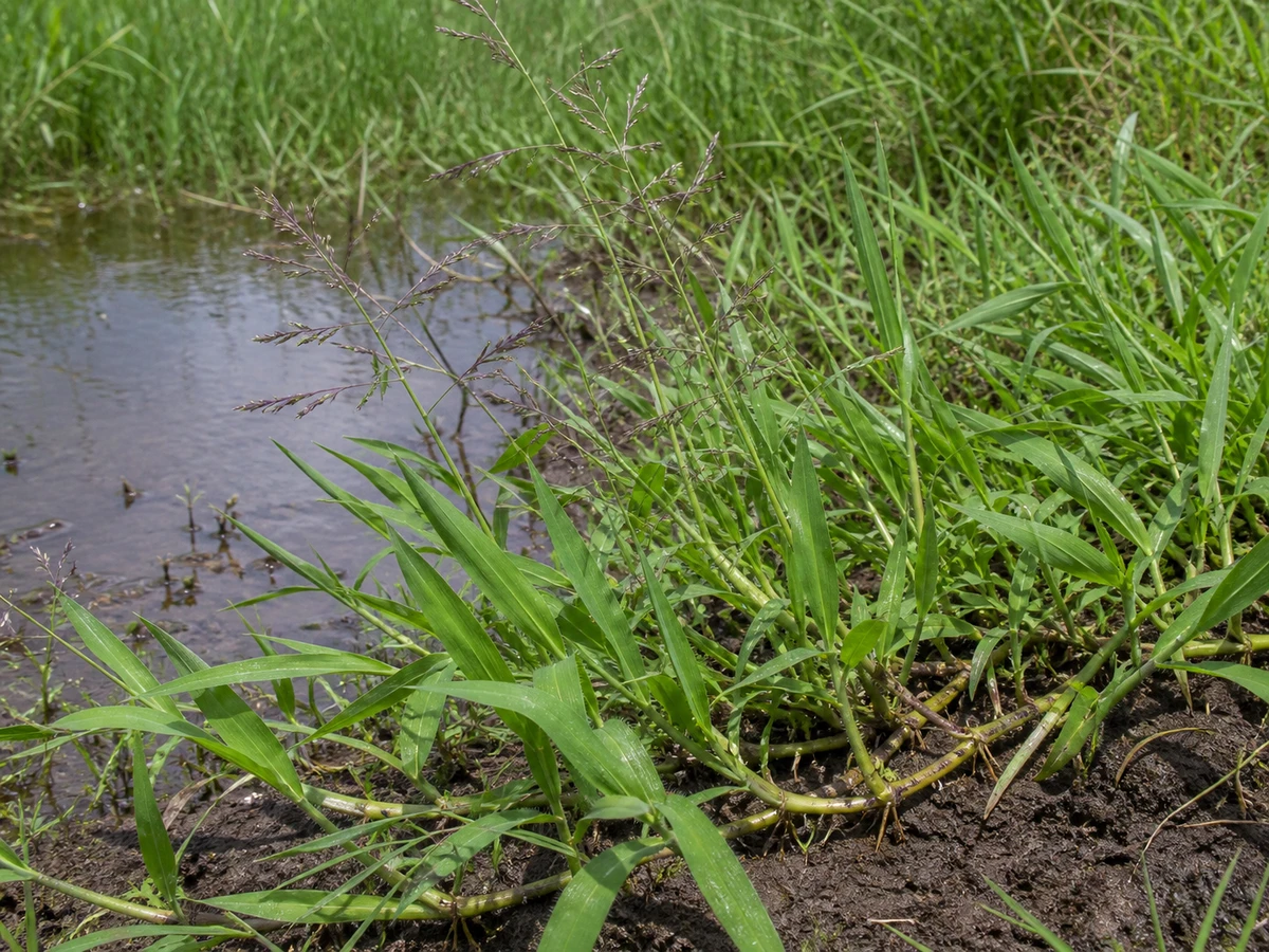 Prancha botânica complementar de Brachiaria mutica — não plantar na Madeira (Brachiaria mutica) com caracteres de identificação e ciclo de vida