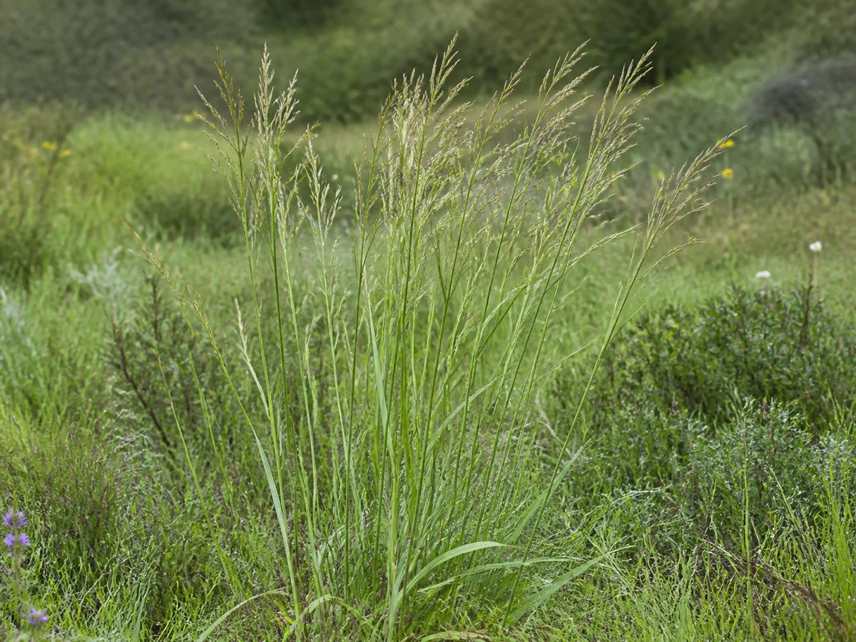 Prancha botânica complementar de Braquipódio-dos-prados (Brachypodium phoenicoides) com caracteres de identificação e ciclo de vida
