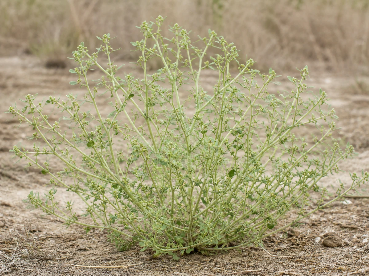 Prancha botânica complementar de Bredo-branco — não plantar (Amaranthus albus) com caracteres de identificação e ciclo de vida