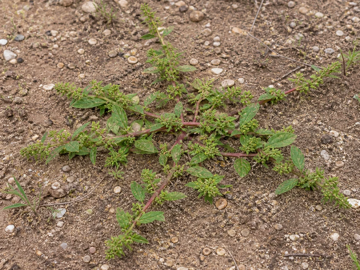 Prancha botânica complementar de Bredo-perene — não plantar (Amaranthus deflexus) com caracteres de identificação e ciclo de vida