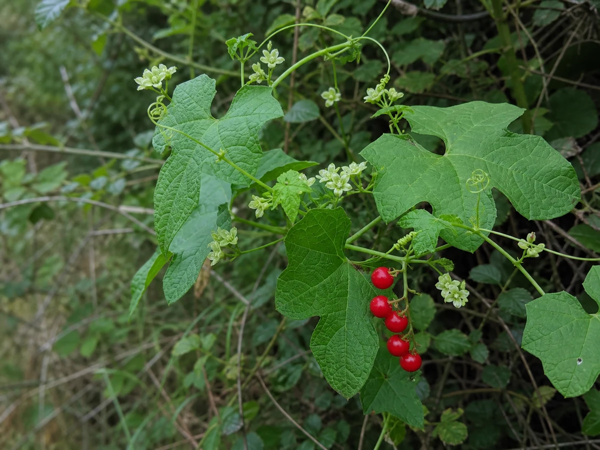 Prancha botânica complementar de Briónia-branca (Bryonia dioica) com caracteres de identificação e ciclo de vida