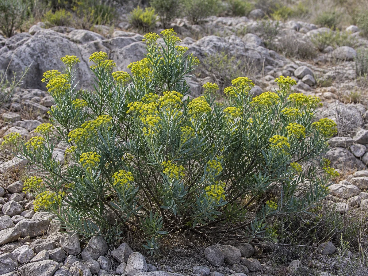 Prancha botânica complementar de Bupleuro-arbustivo (Bupleurum fruticosum) com caracteres de identificação e ciclo de vida