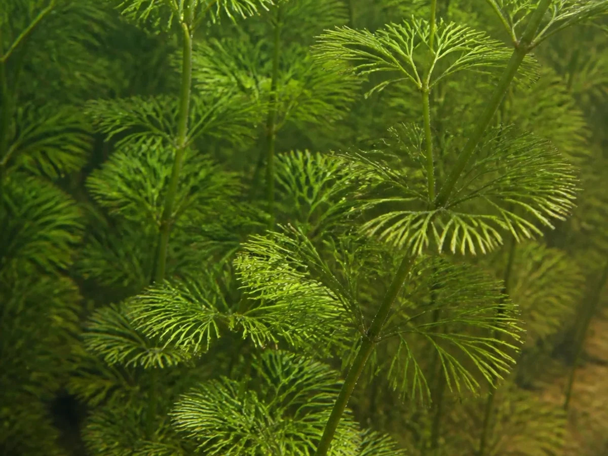 Prancha botânica complementar de Cabomba-da-Carolina — não plantar (Cabomba caroliniana) com caracteres de identificação e ciclo de vida