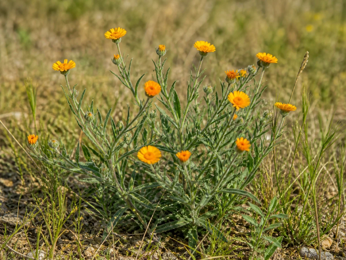 Prancha botânica complementar de Erva-vaqueira (Calendula arvensis) com caracteres de identificação e ciclo de vida