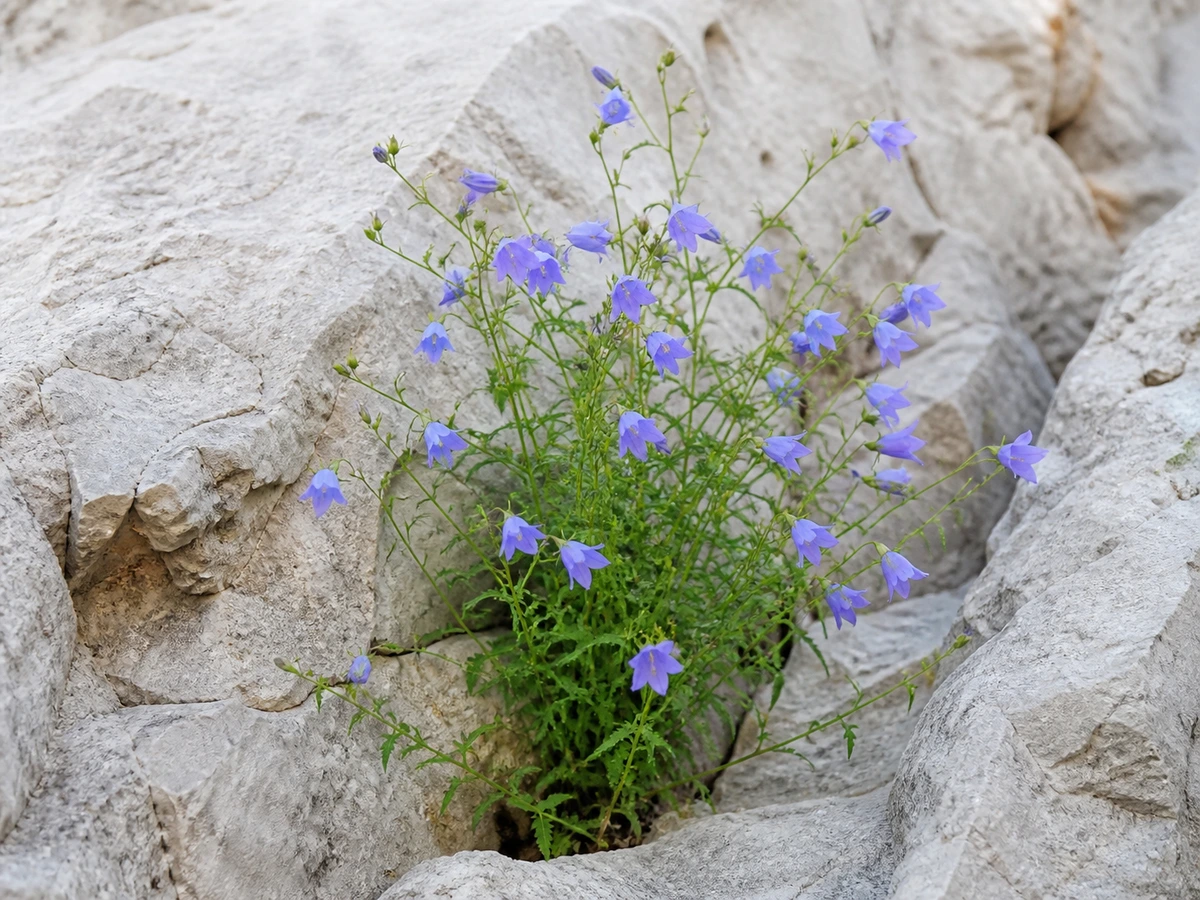 Prancha botânica complementar de Campainhas-pequenas (Campanula erinus) com caracteres de identificação e ciclo de vida