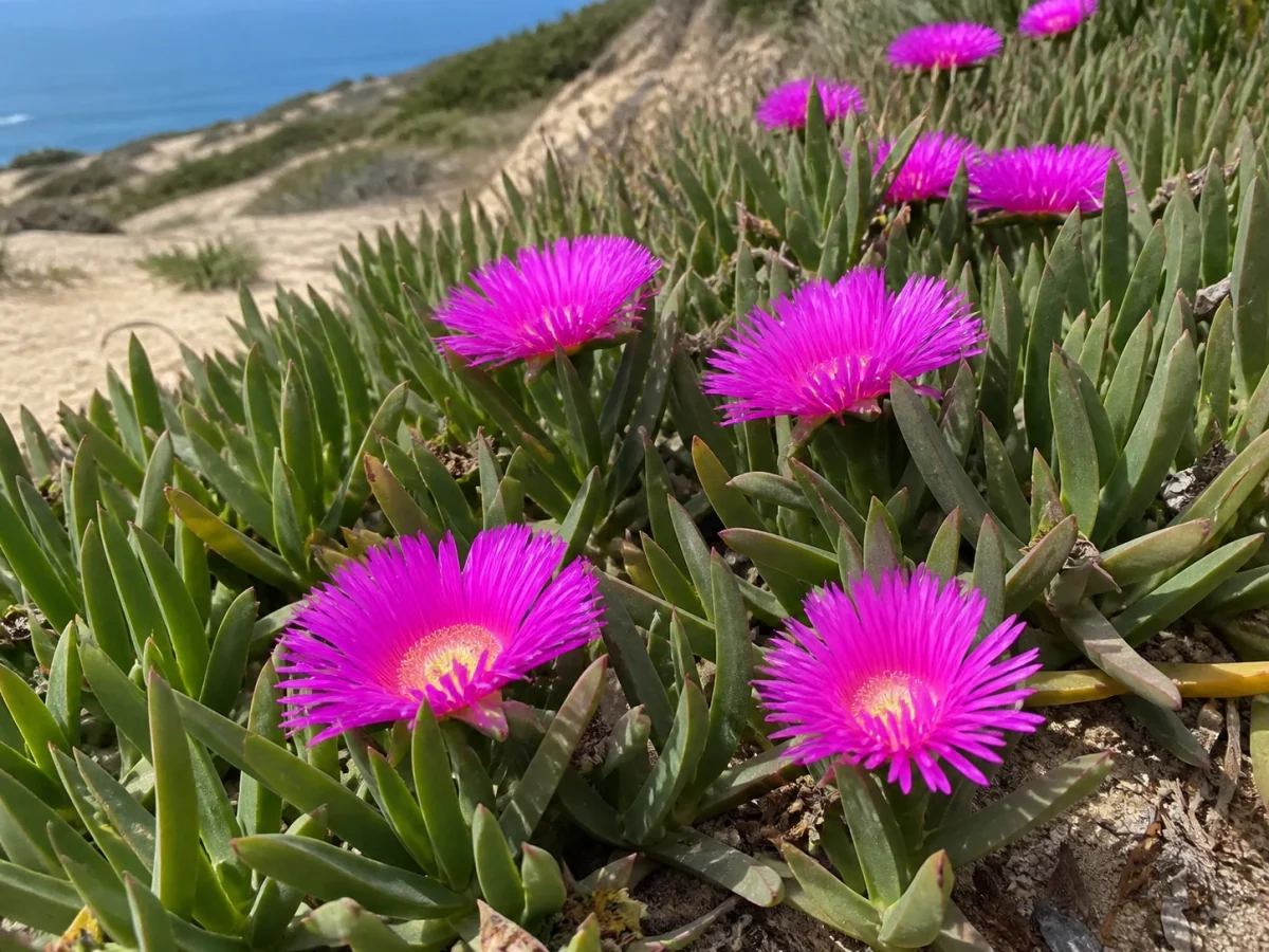 Prancha botânica complementar de Carpobrotus acinaciformis — não plantar (Carpobrotus acinaciformis) com caracteres de identificação e ciclo de vida