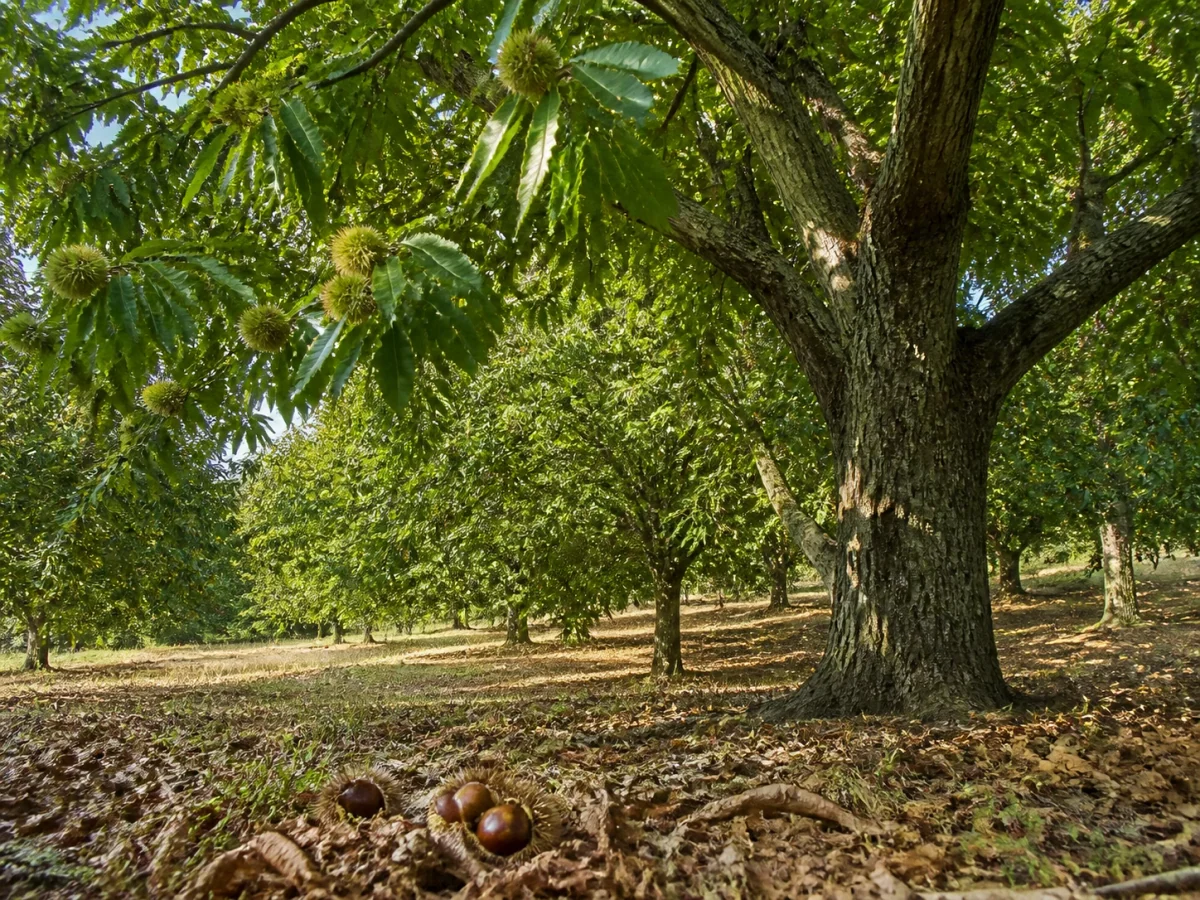 Prancha botânica complementar de Castanheiro ‘Bebim’ (Castanea sativa Mill. ‘Bebim’) com caracteres de identificação e ciclo de vida