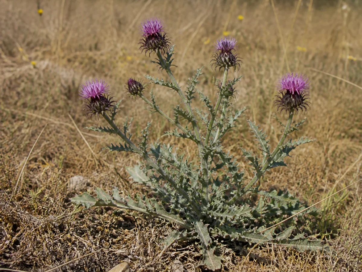 Prancha botânica complementar de Centáurea-parda (Centaurea pullata) com caracteres de identificação e ciclo de vida