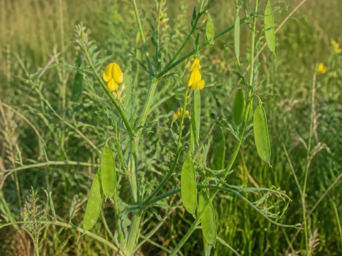 Prancha botânica complementar de Chícharo-amarelo (Lathyrus annuus) com caracteres de identificação e ciclo de vida