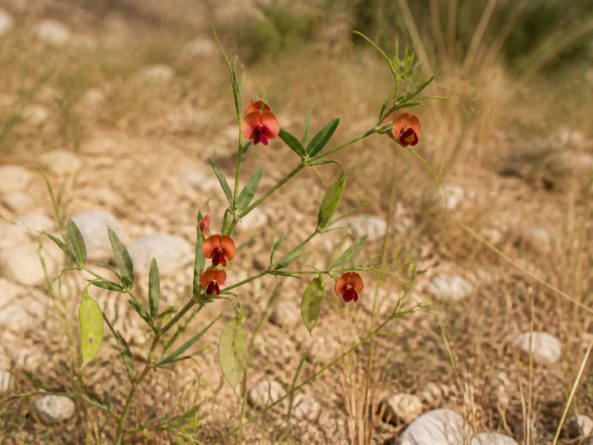Prancha botânica complementar de Chícharo-redondo (Lathyrus sphaericus) com caracteres de identificação e ciclo de vida