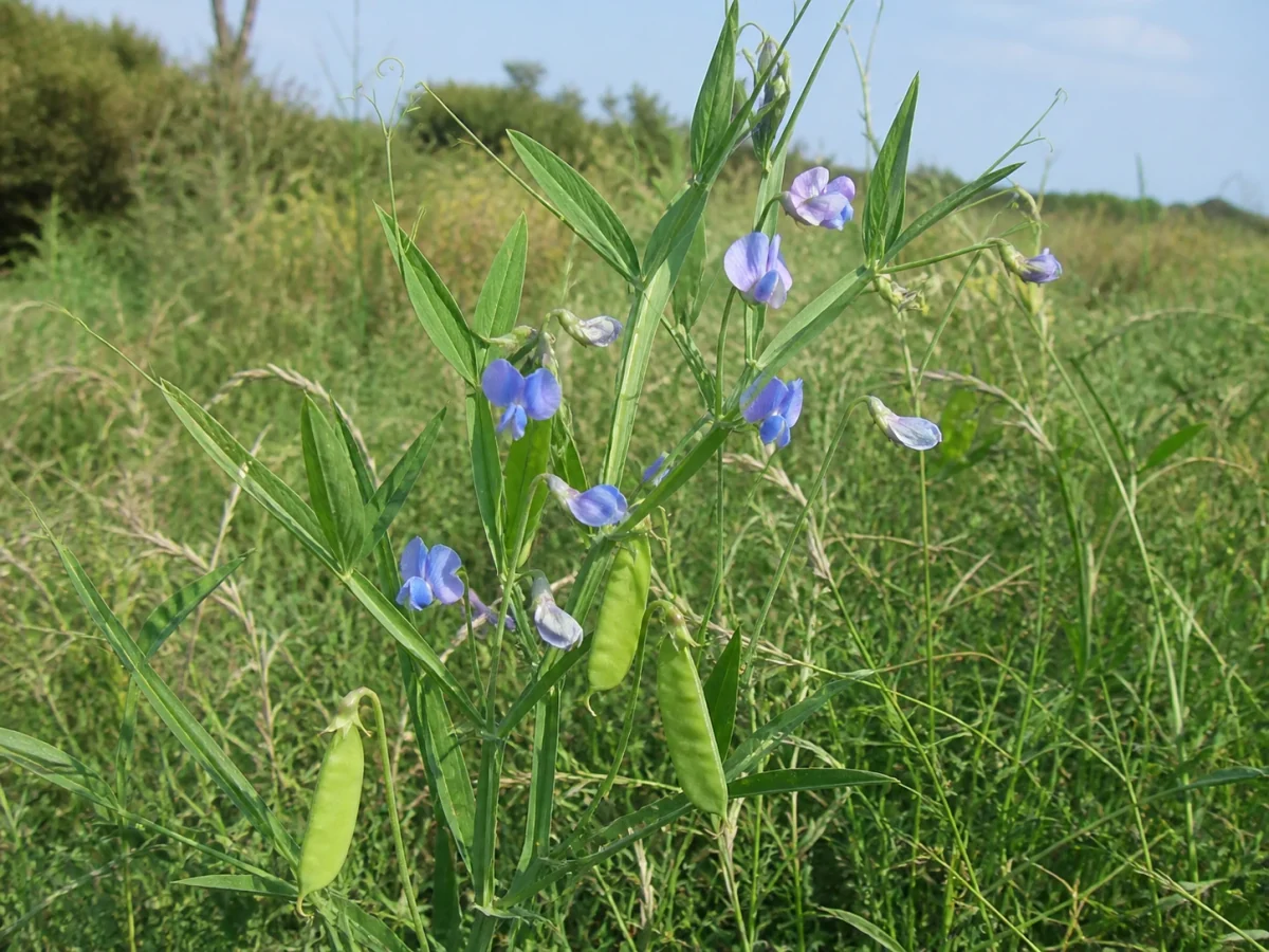 Prancha botânica complementar de Chícharo (Lathyrus sativus) com caracteres de identificação e ciclo de vida