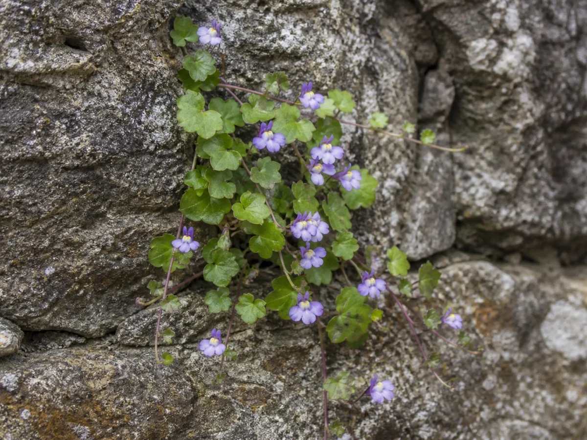 Prancha botânica complementar de Cimbalária-dos-muros (Cymbalaria muralis subsp. muralis) com caracteres de identificação e ciclo de vida