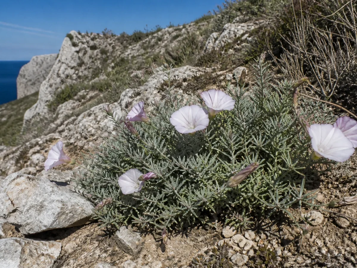 Prancha botânica complementar de Corriola-do-Espichel (Convolvulus fernandesii) com caracteres de identificação e ciclo de vida
