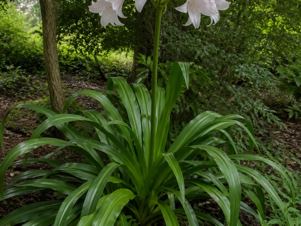 Prancha botânica complementar de Crino (Crinum moorei) com caracteres de identificação e ciclo de vida