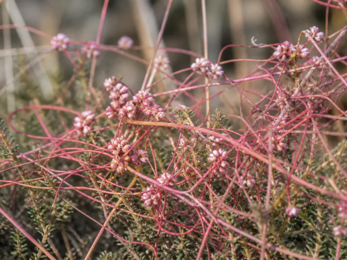 Prancha botânica complementar de Cuscuta-do-tomilho (Cuscuta epithymum) com caracteres de identificação e ciclo de vida