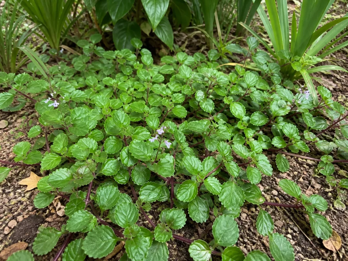 Prancha botânica complementar de Dinheiro-em-penca (Plectranthus verticillatus) com caracteres de identificação e ciclo de vida