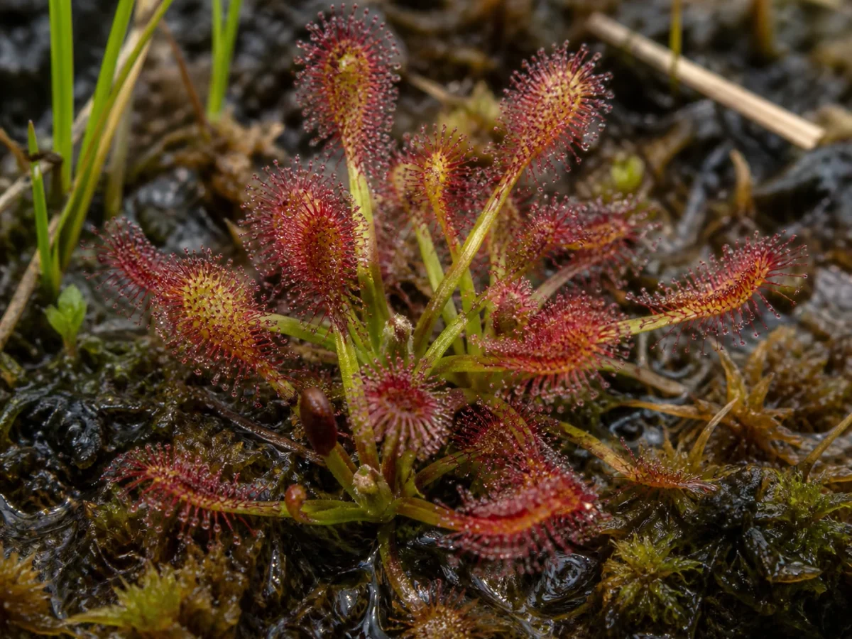 Prancha botânica complementar de Drosera-intermédia (Drosera intermedia) com caracteres de identificação e ciclo de vida