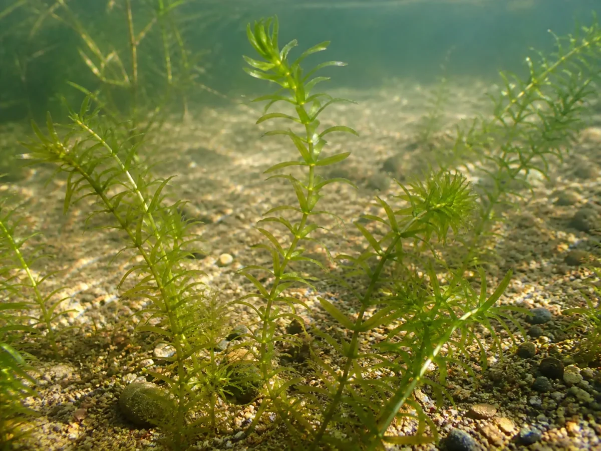 Prancha botânica complementar de Elódea-de-Nuttall — não plantar (Elodea nuttallii) com caracteres de identificação e ciclo de vida