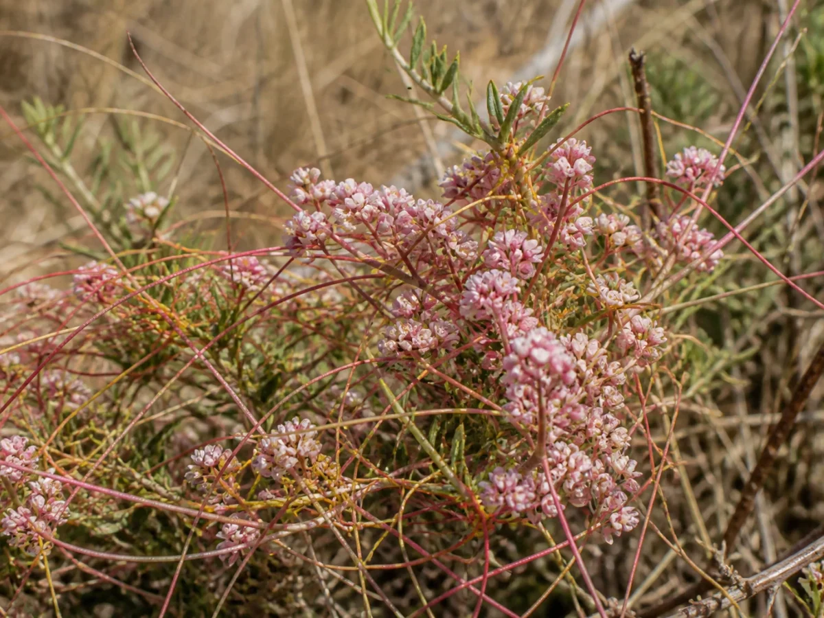 Prancha botânica complementar de Enleios-rosa (Cuscuta planiflora) com caracteres de identificação e ciclo de vida