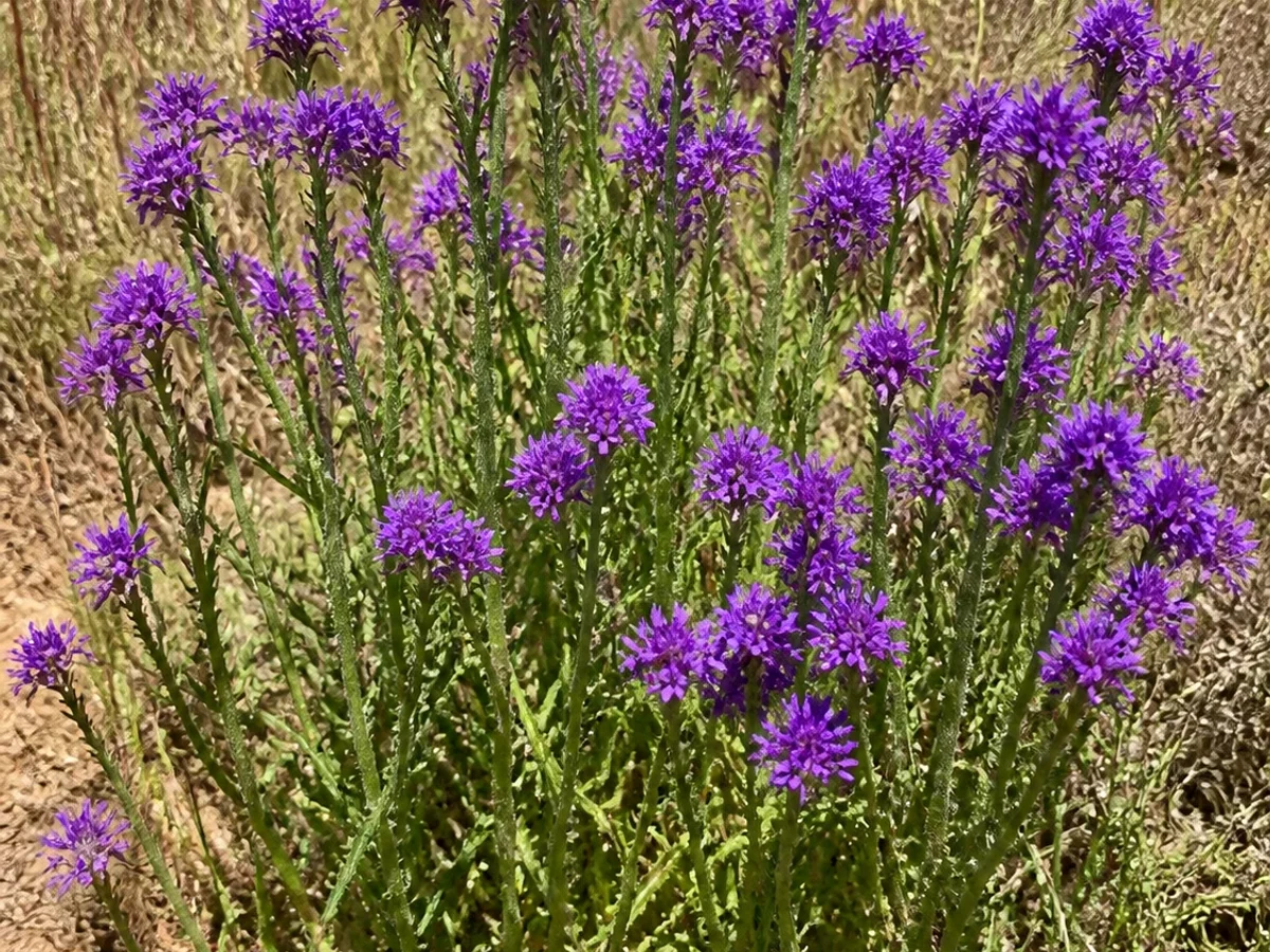 Prancha botânica complementar de Erva-arame — não plantar na Madeira (Verbena rigida) com caracteres de identificação e ciclo de vida