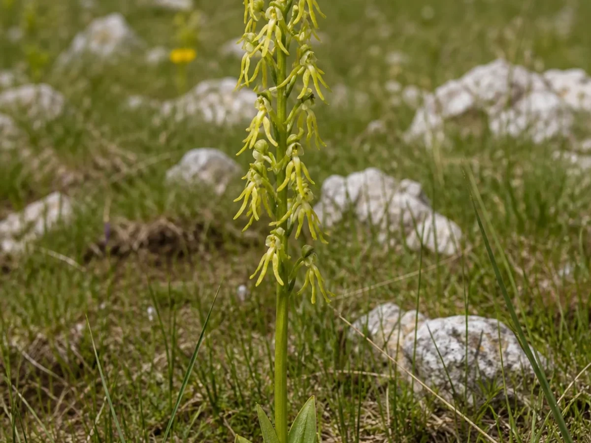 Prancha botânica complementar de Erva-do-homem-enforcado (Orchis anthropophora) com caracteres de identificação e ciclo de vida