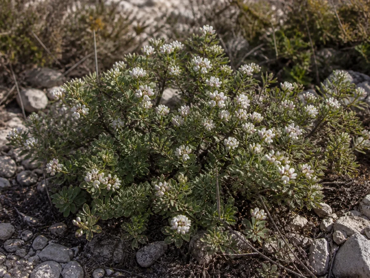 Prancha botânica complementar de Erva-mata-pulgas (Dorycnium pentaphyllum) com caracteres de identificação e ciclo de vida