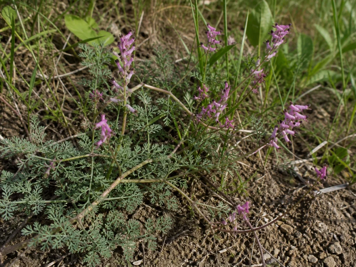 Prancha botânica complementar de Erva-muleirinha (Fumaria bastardii) com caracteres de identificação e ciclo de vida
