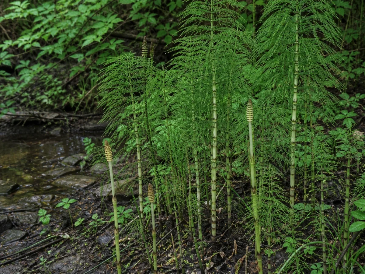 Prancha botânica complementar de Erva-pinheira (Equisetum telmateia) com caracteres de identificação e ciclo de vida