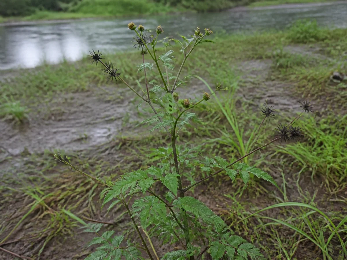 Prancha botânica complementar de Erva-rapa — não plantar (Bidens frondosa) com caracteres de identificação e ciclo de vida