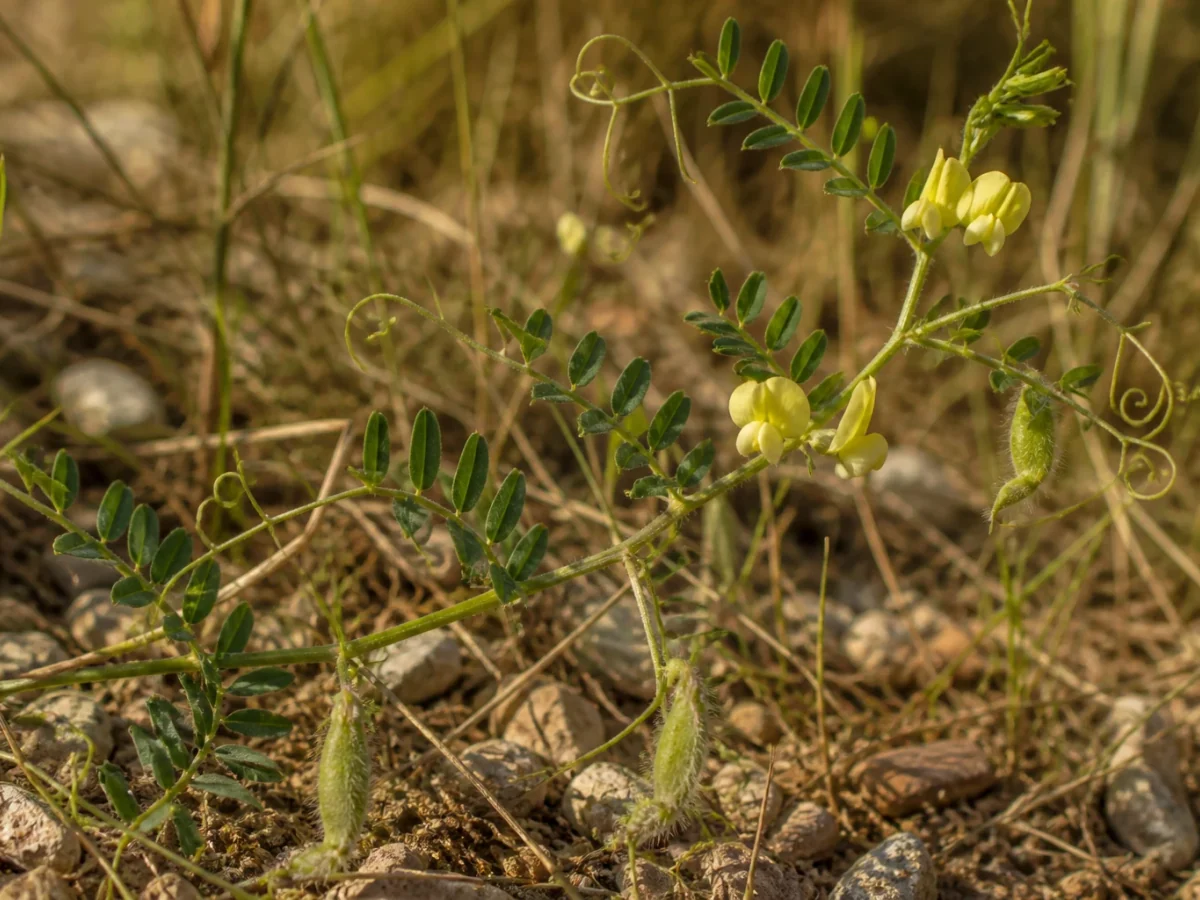 Prancha botânica complementar de Ervilhaca-amarela (Vicia lutea subsp. lutea) com caracteres de identificação e ciclo de vida