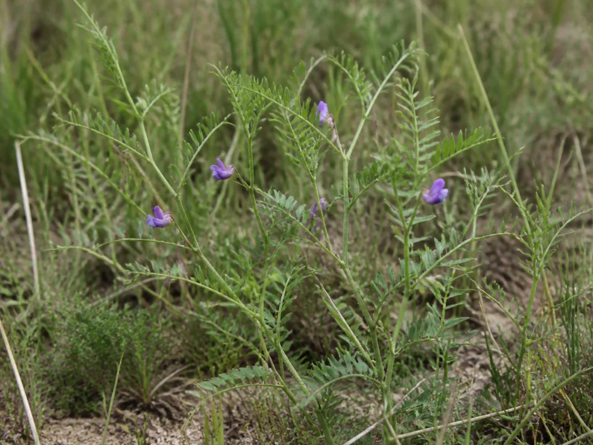 Prancha botânica complementar de Ervilhaca-brava-miúda (Vicia disperma) com caracteres de identificação e ciclo de vida