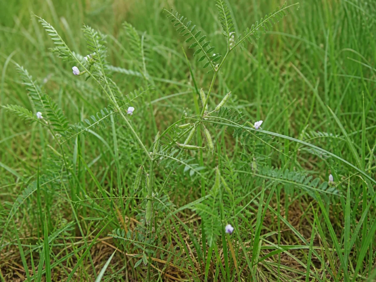 Prancha botânica complementar de Ervilhaca-dos-lameiros (Vicia hirsuta) com caracteres de identificação e ciclo de vida