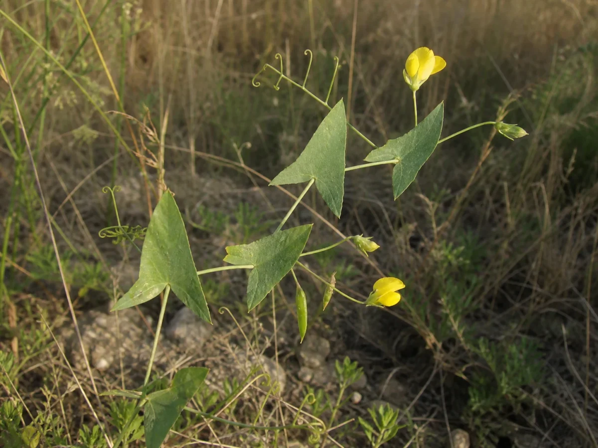 Prancha botânica complementar de Ervilhaca-olho-de-boneca (Lathyrus aphaca) com caracteres de identificação e ciclo de vida