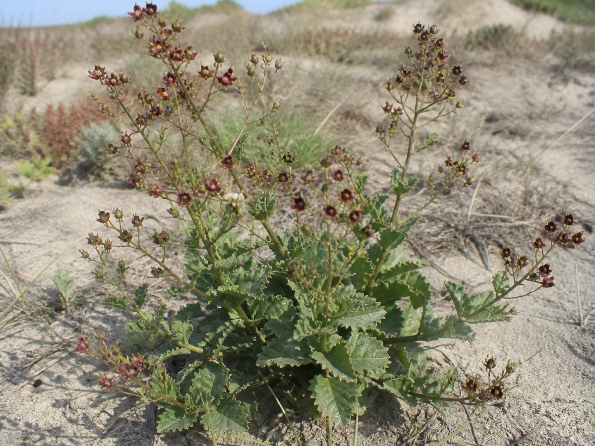 Prancha botânica complementar de Escrofulária-das-areias (Scrophularia frutescens) com caracteres de identificação e ciclo de vida