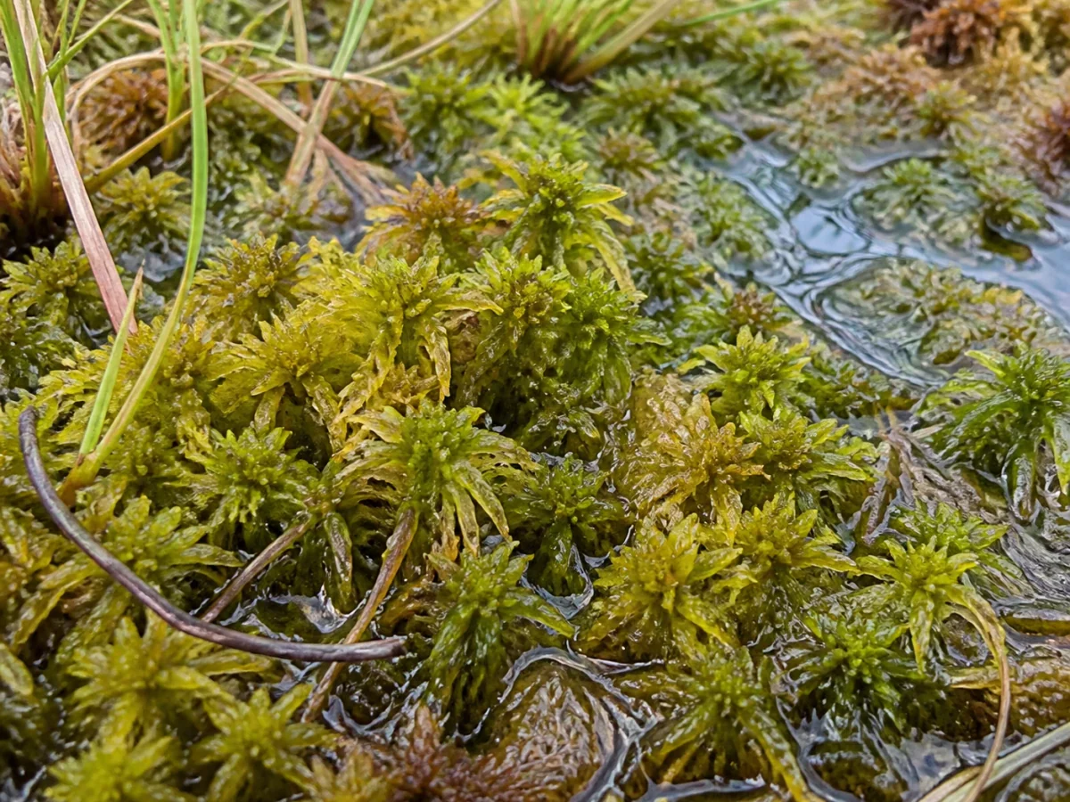 Prancha botânica complementar de Esfagno-auriculado (Sphagnum auriculatum) com caracteres de identificação e ciclo de vida