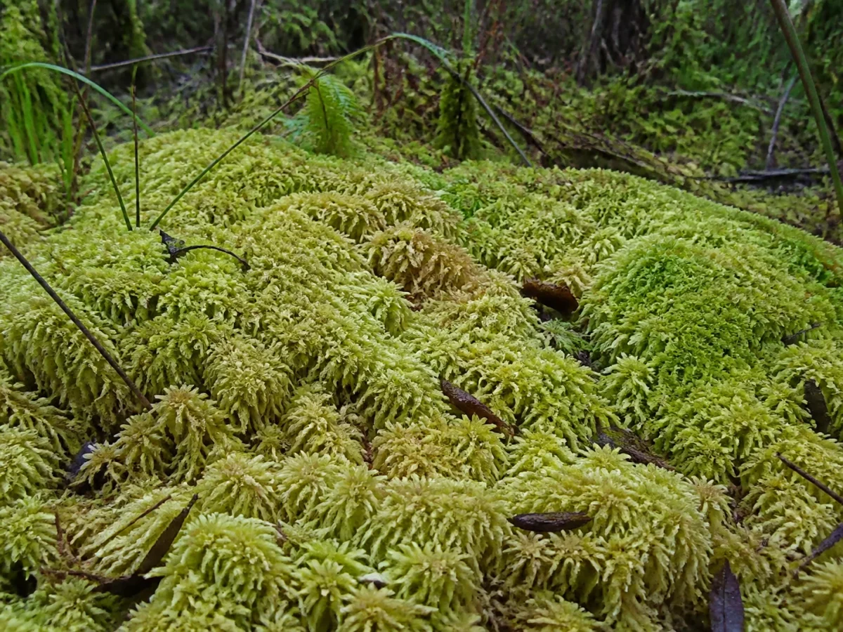 Prancha botânica complementar de Esfagno-dos-pântanos (Sphagnum palustre) com caracteres de identificação e ciclo de vida