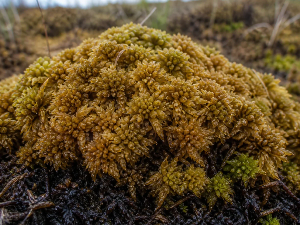 Prancha botânica complementar de Esfagno-papiloso (Sphagnum papillosum) com caracteres de identificação e ciclo de vida