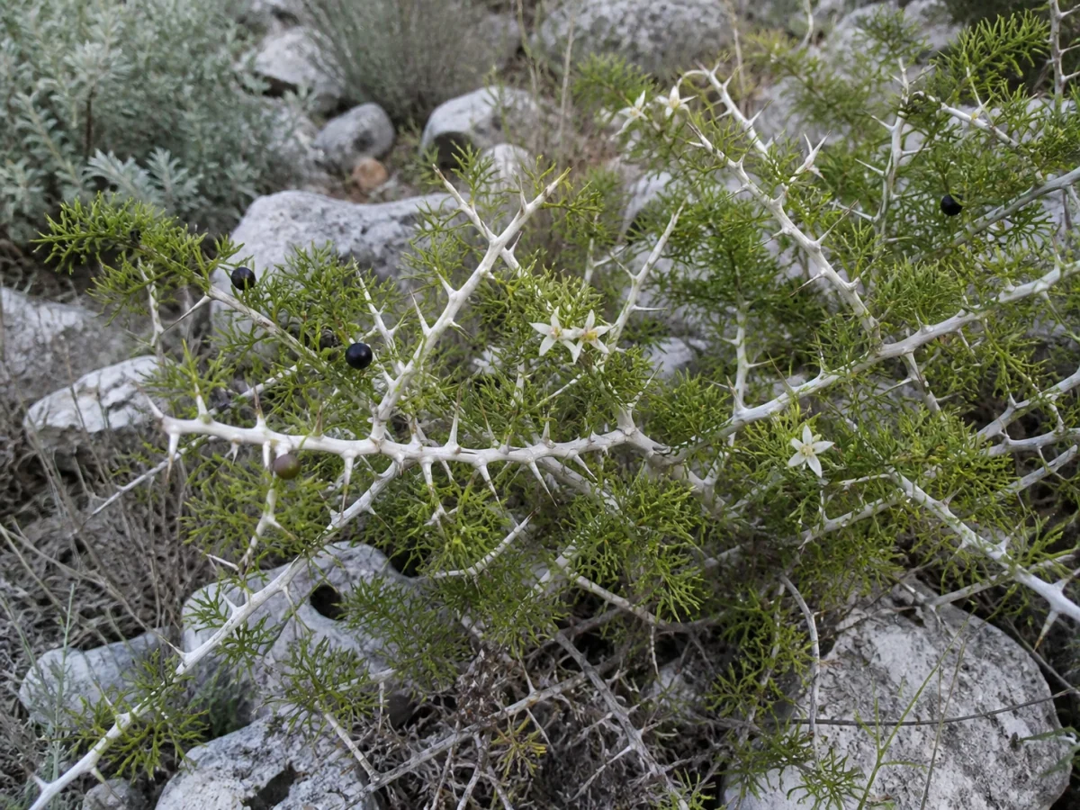 Prancha botânica complementar de Espargo-branco (Asparagus albus) com caracteres de identificação e ciclo de vida