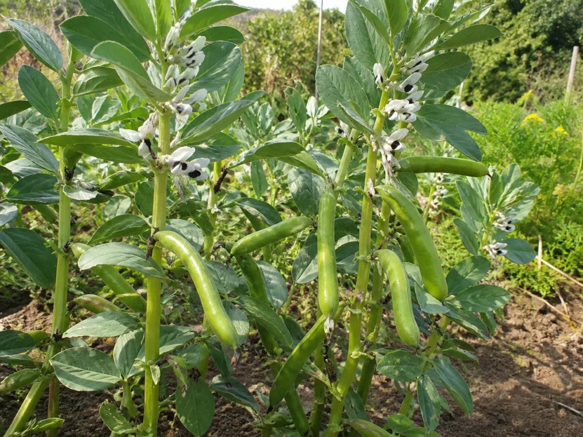 Prancha botânica complementar de Fava do Algarve (Vicia faba var. major 'Do Algarve') com caracteres de identificação e ciclo de vida
