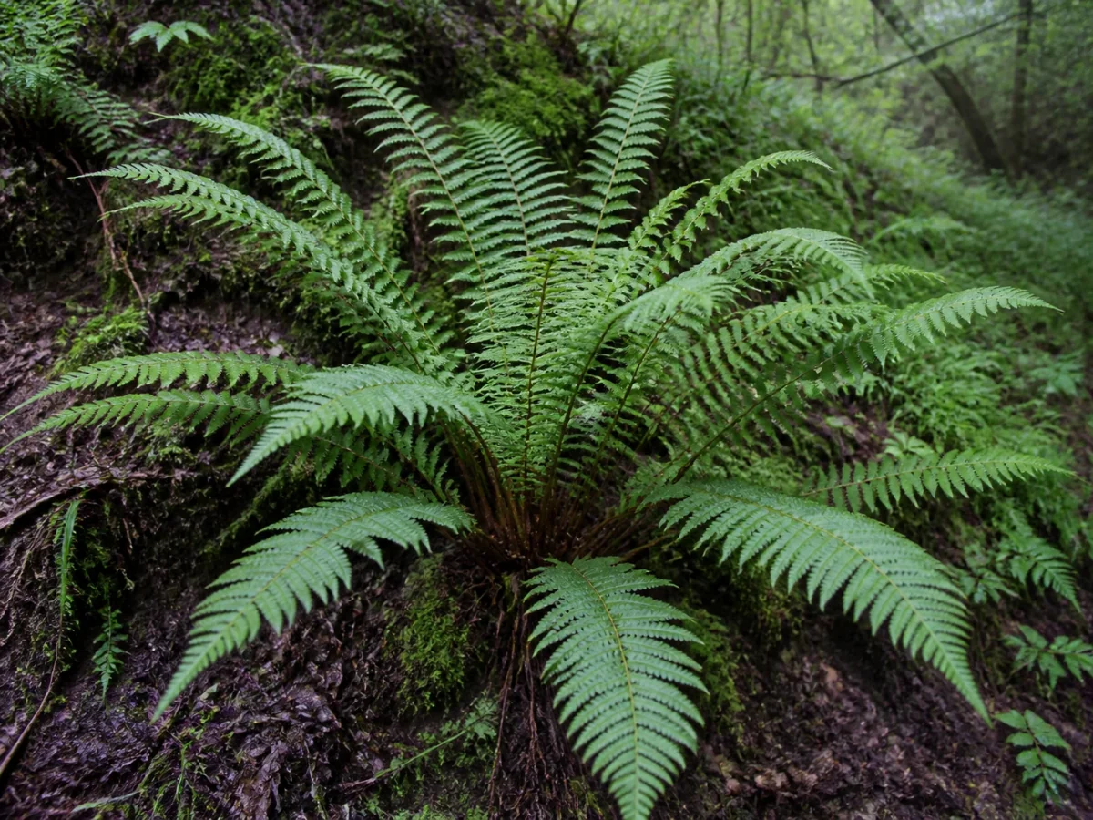 Prancha botânica complementar de Feto-de-folha-macia (Polystichum setiferum) com caracteres de identificação e ciclo de vida
