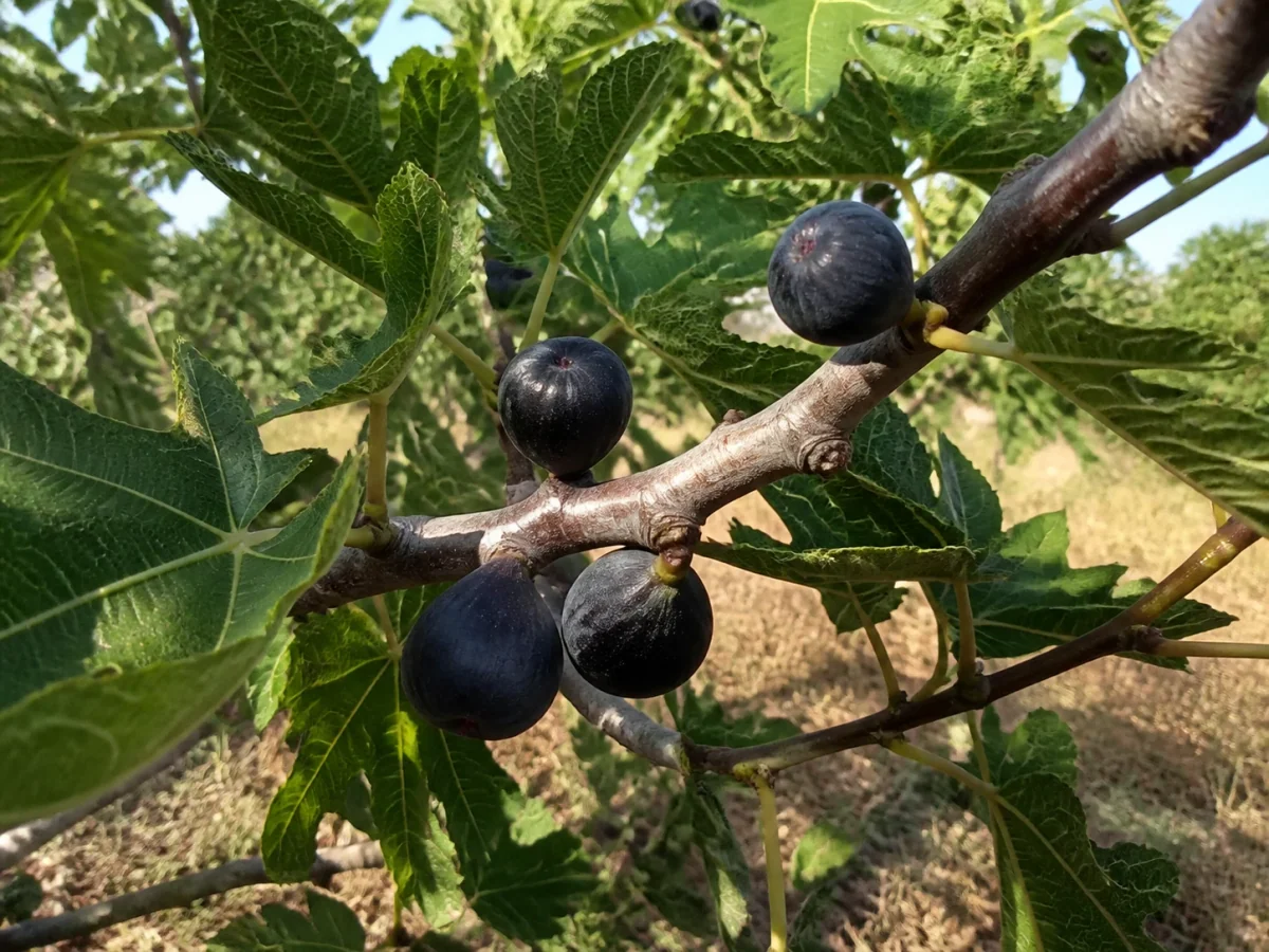 Prancha botânica complementar de Figueira ‘Bêbera Preta’ (Ficus carica L. ‘Bêbera Preta’) com caracteres de identificação e ciclo de vida