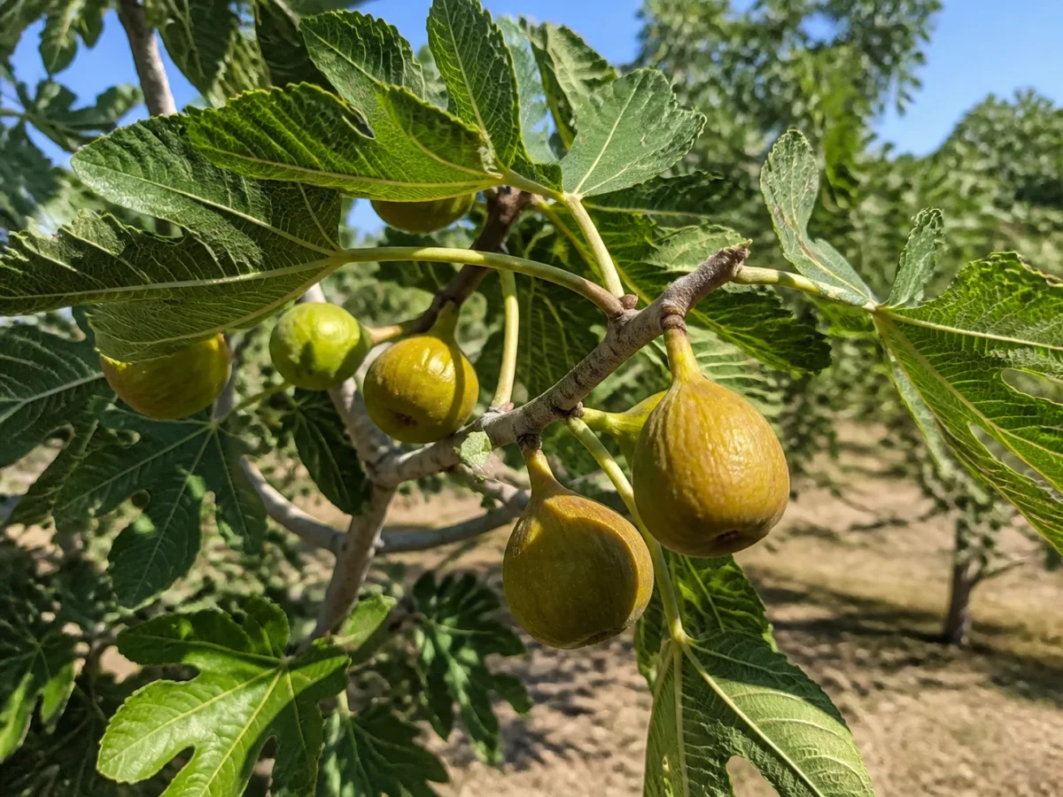 Prancha botânica complementar de Figueira ‘Belmandil’ (Ficus carica L. ‘Belmandil’) com caracteres de identificação e ciclo de vida