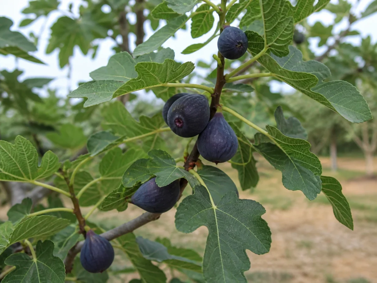 Prancha botânica complementar de Figueira ‘Lampa Preta’ (Ficus carica L. ‘Lampa Preta’) com caracteres de identificação e ciclo de vida