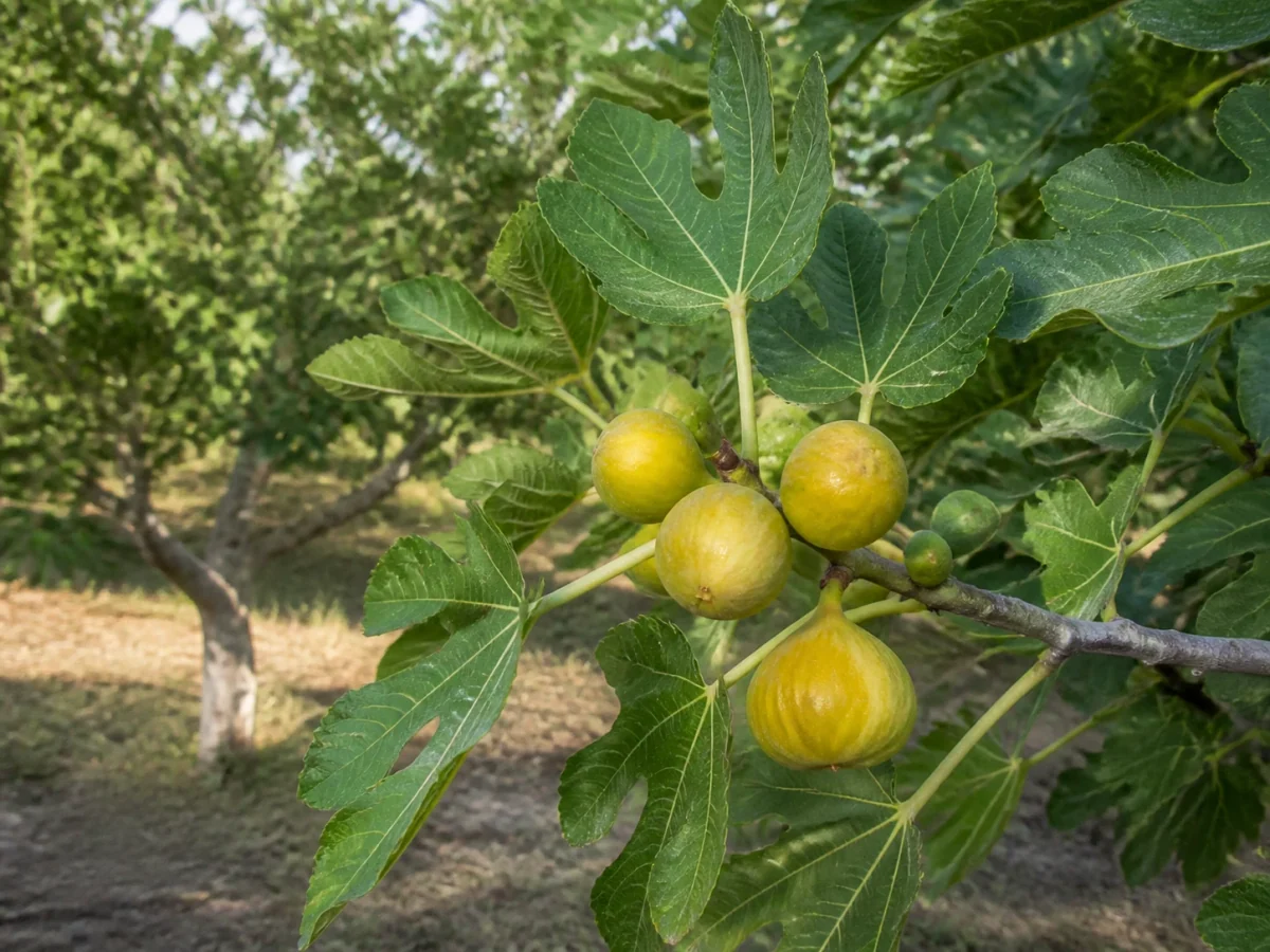 Prancha botânica complementar de Figueira ‘Moscatel’ (Ficus carica L. ‘Moscatel’) com caracteres de identificação e ciclo de vida