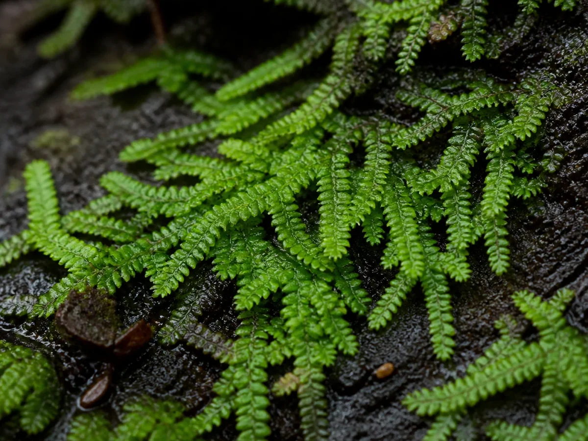 Prancha botânica complementar de Musgo-fissidens-asplenioides (Fissidens asplenioides) com caracteres de identificação e ciclo de vida