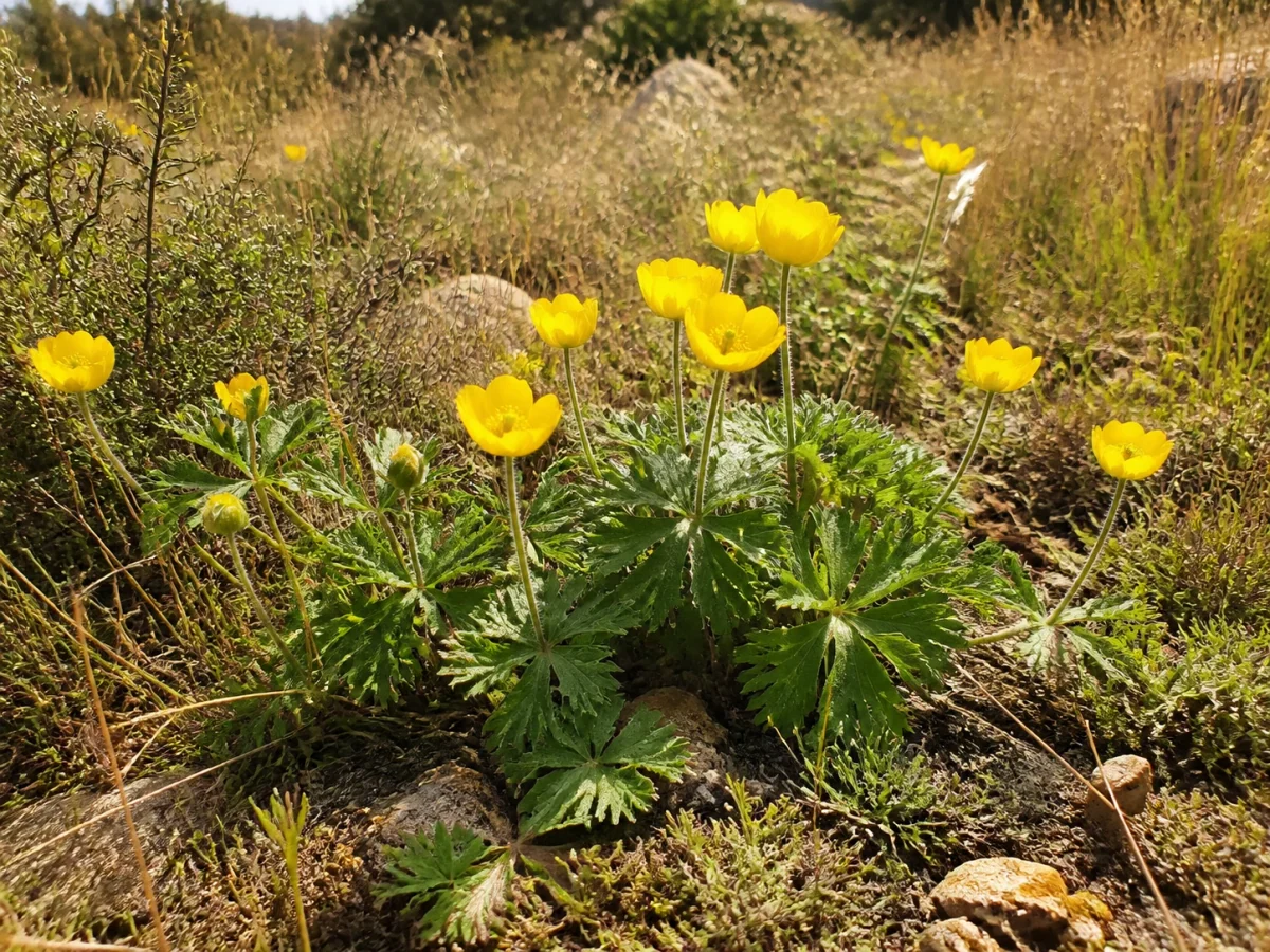Prancha botânica complementar de Flor-do-vento-palmada (Anemone palmata) com caracteres de identificação e ciclo de vida