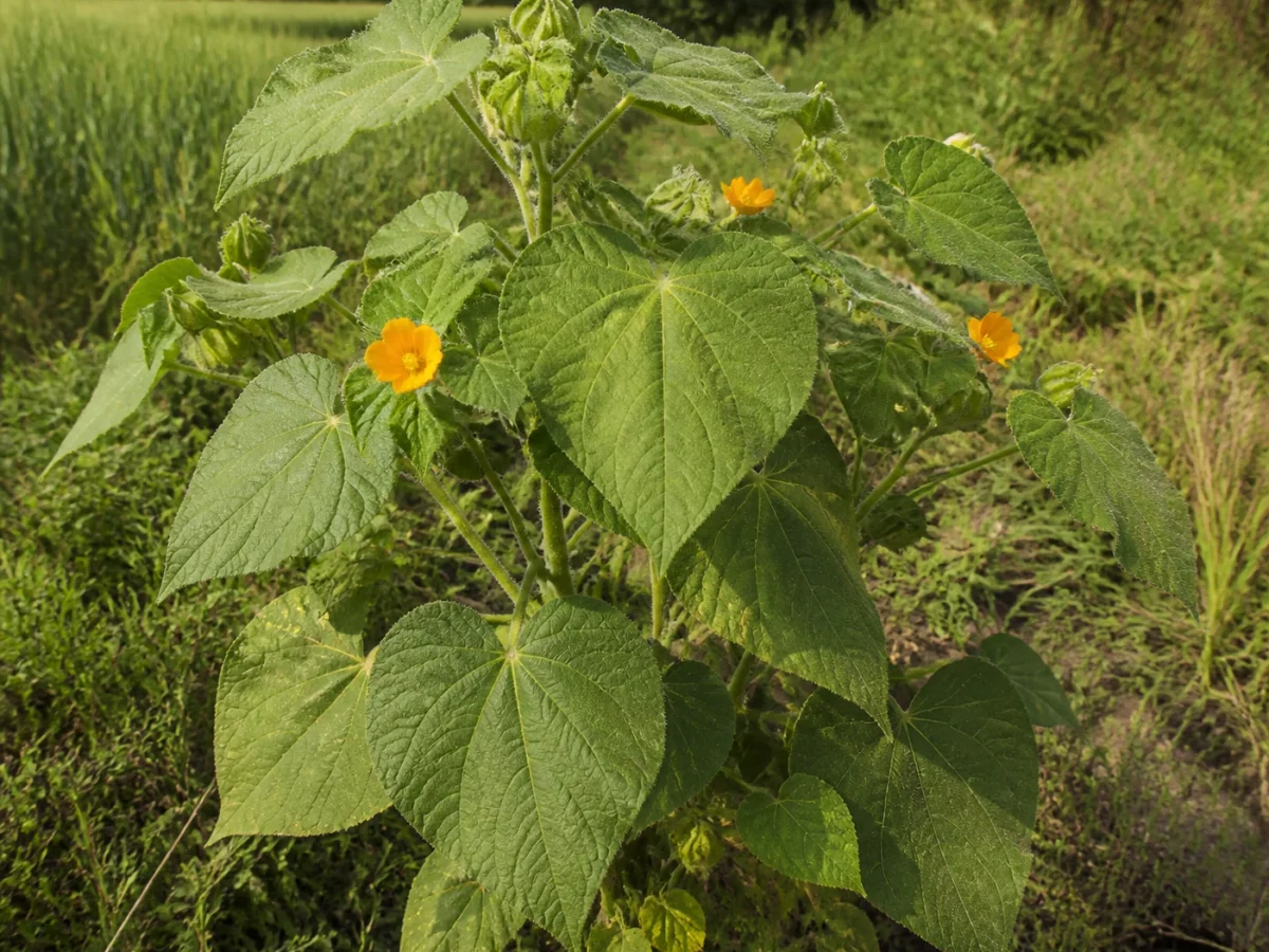 Prancha botânica complementar de Folhas-de-veludo — não plantar (Abutilon theophrasti) com caracteres de identificação e ciclo de vida