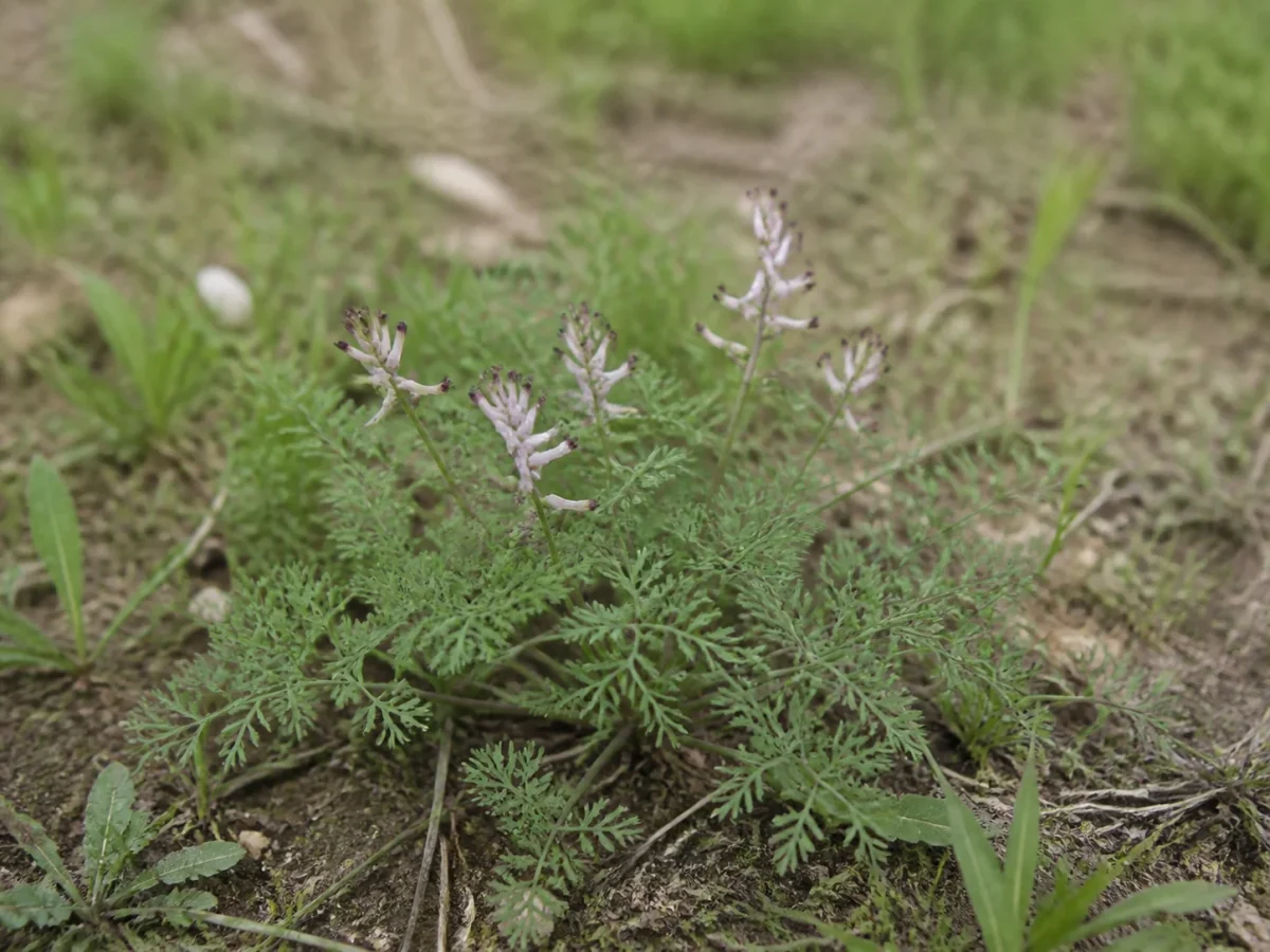 Prancha botânica complementar de Fumária-menor (Fumaria parviflora) com caracteres de identificação e ciclo de vida