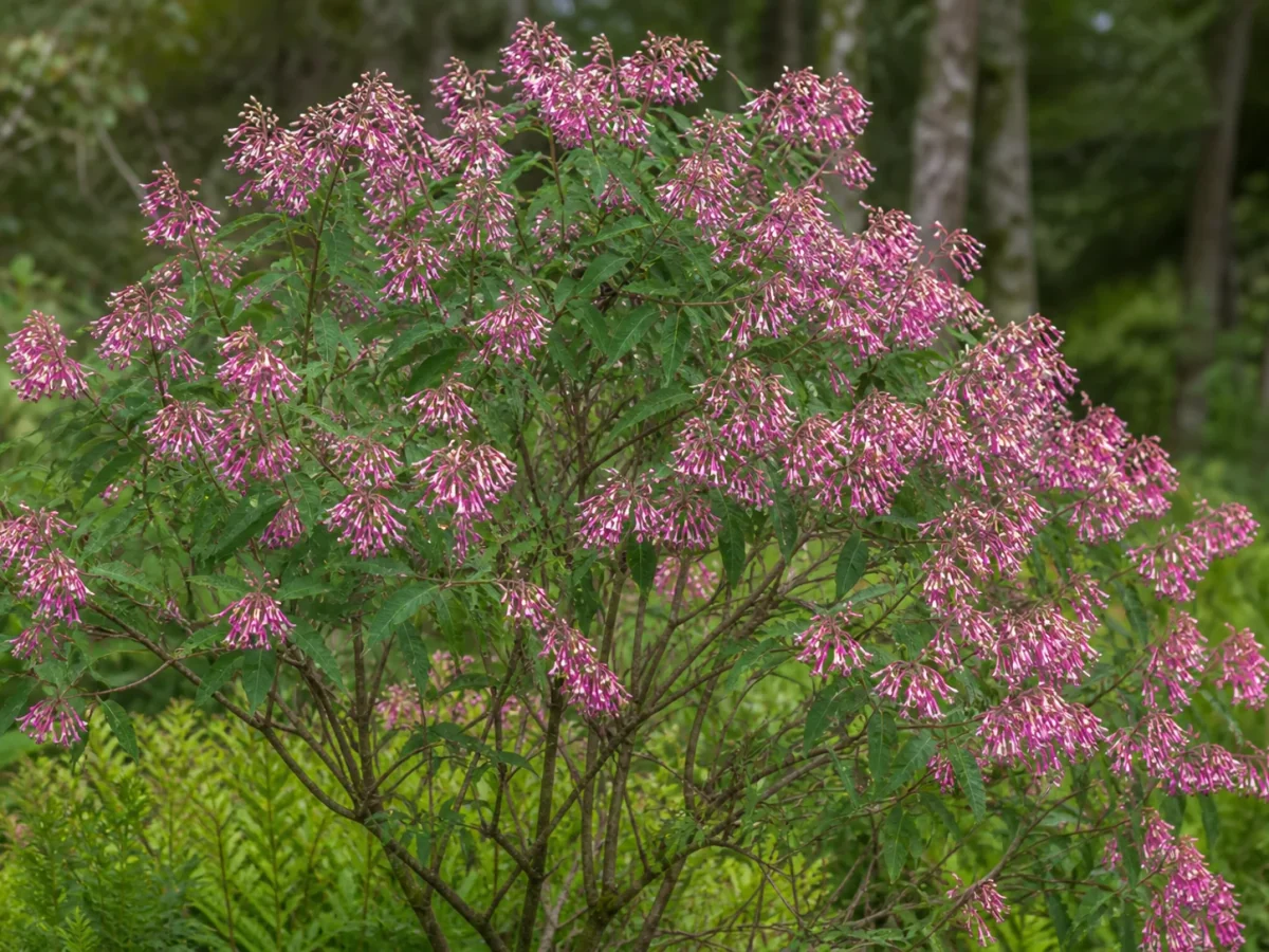 Prancha botânica complementar de Fúcsia-arbórea — grafia legal reconciliada (Fuchsia arborescens) com caracteres de identificação e ciclo de vida
